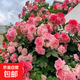 1米6蔷薇花苗藤本月季爬藤四季种植物盆栽花卉玫瑰月季花阳台小苗 樱霞 四季开花 浓香 精品大苗1.2-1.3米高当年开花