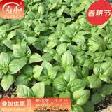 寿禾 罗勒种子蔬菜九层塔阳台四季食用春夏季香草植物种籽 罗勒种子  1g（约1000粒）