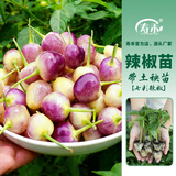 寿禾 彩椒种子苗大全辣椒苗灯笼椒种苗甜椒青椒菜椒夏秋季蔬菜苗种子 七彩辣椒苗 12棵