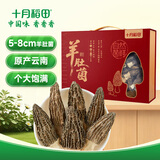 十月稻田 羊肚菌礼盒 250g（5-8cm）云南产 鸡汤煲汤火锅 年货送礼 团购