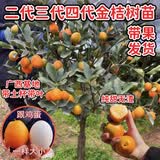 脆蜜金桔苗脆皮金桔树苗新品种脆蜜金柑无籽新品种融安大甜果树苗 脆蜜金桔(大果) 两年苗带土带叶发货
