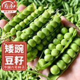 寿禾 大荚荷兰豆种子豌豆尖龙须菜菜豌豆弯豆种家庭夏秋季蔬菜籽种籽 矮豌豆种子（中豌6号）100g