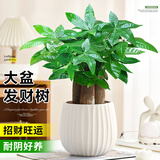 花翁大盆三杆发财树绿植盆栽招财植物办公室内开业盆景金钱树源头直发