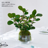 花翁小盼菩提苔藓球水培绿植物盆栽办公室内桌面好养易活花卉源头直发