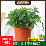 柠檬薄荷盆栽可食用迷迭香薄荷叶苗驱蚊草水培好养花卉室内绿植物 中盆薄荷1盆(原土无盆)+营养液 含盆