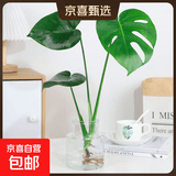 龟背竹水培植物室内好养绿植老桩客厅大叶盆栽除甲醛富贵竹天堂鸟 精品龟背竹60-70cm1颗（不含瓶）+营养液 不含盆