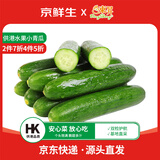 京鲜生&东升供港小青瓜300g 单果80g起 小黄瓜脆甜多汁  广东源头直发