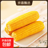东北甜糯玉米黄糯白糯黑糯 单棒均重＞250g 新采年货真空包装 黄糯玉米10棒  均重＞230g