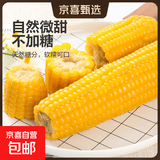 东北甜糯玉米黄糯白糯黑糯 单棒均重＞250g 新采年货真空包装 混合装黄糯4白糯3黑糯3