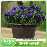 虹越进口矮牵牛种子 萌吖吖系列花园阳台易种可垂吊花卉种子 重瓣矮牵牛 双瀑布蓝色