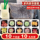 壹分皿多肉植物一整箱含盆带土新手套餐组合盆栽套装萌肉肉植物星辰园艺 多肉、花盆各10+托架+土+小工具