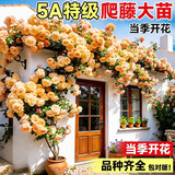 静黛轩爬藤月季花树苗四季开花蔷薇花苗 黄金庆典1.6米源头直发