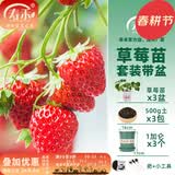 寿禾草莓苗带土发货大苗寿光大型苗场四季带盆栽好春夏季批发奶油秧苗 奶油草莓套装带盆