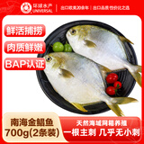 环球水产南海金鲳鱼700g/2条BAP认证深海鱼类海鲜家庭聚餐