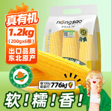 东北农嫂糯玉米段多色可选软糯香吉林原产粘玉米真空低脂粗粮主食 【真有机】黄糯玉米穗1.2kg 约6根