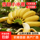京喜加正宗苹果蕉广西香蕉自然熟新鲜水果奶蕉粉蕉小米芭蕉鹏贸 净重1斤酸甜小米蕉