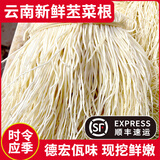 言片光【顺丰速运】新鲜苤菜根 德宏撇菜根 根茎类大韭菜根 蔬菜生鲜 甄选500g【顺丰速运】