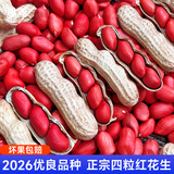 北蔬 花生种子原种新品种产高黑花生红皮四粒红农科院种籽 四粒红皮花生种子 100克【带壳】