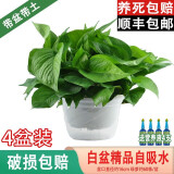 樱霞【顺丰上门】绿萝盆栽室内植物绿植水培长藤垂吊大叶绿箩阳台家用 18O#精品原盆自储水4盆/液4