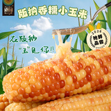 滇园（dianyuan）云南西双版纳香糯小玉米750g 大号拇指玉米粗粮0添加