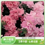 虹越进口矮牵牛种子 萌吖吖系列花园阳台易种可垂吊花卉种子 重瓣矮牵牛 双瀑布粉红色