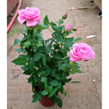 春沭 盆栽微型钻石玫瑰月季室内阳台绿植物盆栽花卉带花苞四季开花花苗 粉红色玫瑰 带盆栽好