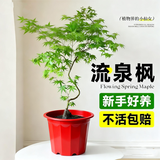 京云梦流泉枫盆栽客厅装饰美观懒人净化空气好养盆景原土源头直发