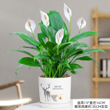 爱你一万年竹柏水培绿植驱蚊竹办公室内花卉绿植四季好养白掌水培红掌盆栽 【特惠】特级白掌【麋鹿瓷盆】