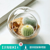 绿荫巷子多肉植物仙人掌盆栽肉肉室内桌面创意绿植小盆栽带盆 【金冠+白雪光】造景石 星球瓶