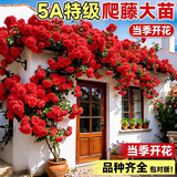 静黛轩爬藤月季花树苗四季开花蔷薇花苗 小女孩1.6米源头直发