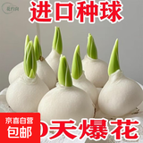 进口荷兰水培郁金香种球室内室外水养花卉植物盆栽四季耐寒五度球 混色5球（周长8-10cm）+营养液