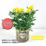锦枫（jinfeng）玫瑰花盆栽 大盆带花苞室内好养的花卉观花植物绿植苗 黄色花篮盆(玫瑰花颜色) 含盆