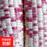 【亏本冲量】【国审】超甜彩糯玉米种子花米五彩云甜糯农家高产 国审彩糯玉米种子 5包约251粒