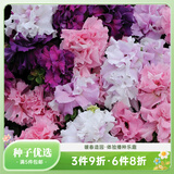 虹越进口矮牵牛种子 萌吖吖系列花园阳台易种可垂吊花卉种子 重瓣矮牵牛 双瀑布混色