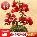 海棠花盆栽树苗老桩四季开花卉植物室内花庭院阳台名贵绿植好养活 【热销推荐】长寿冠海棠花+肥料(5年老桩)