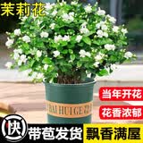 开时果 茉莉花苗盆栽浓香型花卉 室内四季开花阳台好养带花苞桌面绿植物 2盆#精品茉莉花5-10株【原生盆】