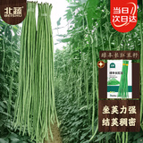 北蔬 豆角种子种苗特长豇豆长豆角蔬菜种籽 绿丰长豇豆种子50g约350粒