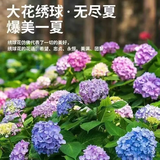 京云梦绣球花苗植物好养四季盆栽花卉室内客厅阳台品种庭院2颗源头直发