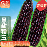 寿禾 超甜水果玉米种子大全紫糯黑甜糯可生食粘甜种孑春夏季寿光蔬菜 【黑甜糯】昕糯9102玉米种子50g