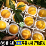 禾人平谷鲜桃 平谷大桃 平谷桃 脆甜平谷桃新鲜水果桃子礼盒装 黄金油桃【5斤+特级装】 平谷产地直发