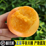 禾人平谷鲜桃 平谷大桃 平谷桃 脆甜平谷桃新鲜水果桃子礼盒装 黄金油桃5斤礼盒装【经济装】 平谷产地直发