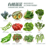 寿禾 20天鸡毛菜种子四季小青菜夏秋季蔬菜小白菜油菜上海青阳台菜籽 12种蔬菜种子套餐