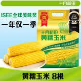 十月稻田 黄甜糯玉米 8根 3.52斤 真空包装 东北粘玉米棒 低脂早餐