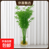 水培植物富贵竹天堂鸟白掌鸭脚木室内米竹子绿植花卉办公桌面好养 30颗米竹35-45cm+营养液【不含盆】 无规格