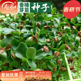 寿禾 芽菜种子萝卜四季春夏季四季无土水培蔬菜豌豆芽 香椿芽苗菜种子30g（较难种植）