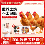 杨博士皖南散养土鸡4只 净重4斤 未打鸣小公鸡童子鸡源头直发