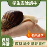耕耘严选 白玉蜗牛活体学生科学实验观察宠物观赏喂养工具全程指导 白玉蜗牛2只