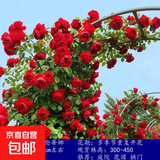 1米6蔷薇花苗藤本月季爬藤四季种植物盆栽花卉玫瑰月季花阳台小苗 佛罗伦蒂娜 四季开花 大花 浓香 中大苗80-100厘米高当年开花