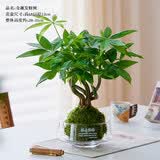 花翁奇趣发财树苔藓球水培植物办公室内桌面好养耐活造型绿植源头直发