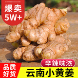 中鲜生 云南小黄姜 现挖生姜 新姜月子姜 新鲜蔬菜生鲜 云南小黄姜5斤【净重】品质老姜